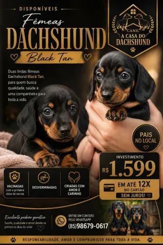 2 LINDAS FÊMEAS DACHSHUND DISPONÍVEIS!