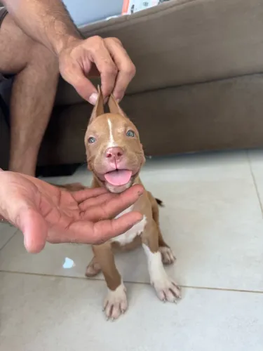 Vende-se filhotes de Pitbull