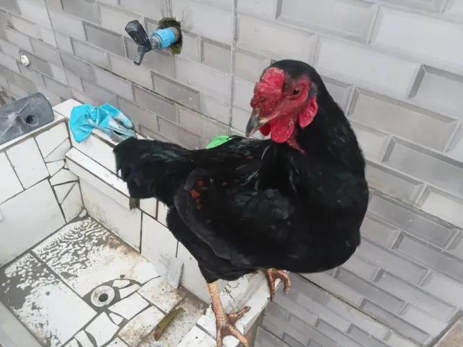 Vendo galo fino