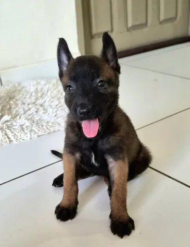 Vendo filhotes de Cão Pastor Belga Malinoá,  raça pura descendente de cão polícial.
