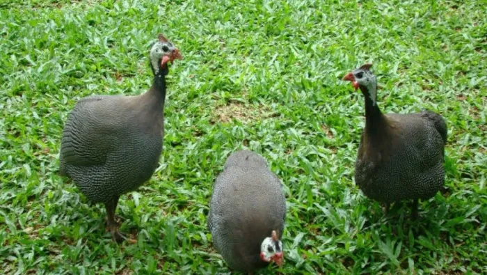 Galinha D'angola macho