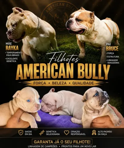 AMERICAN BULLY MICRO