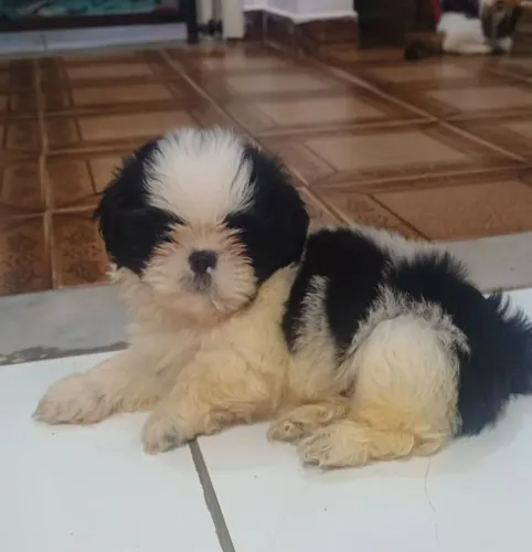 Filhotes de Shihtzu