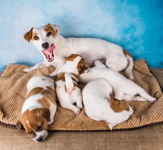 chihuahua x pinscher 