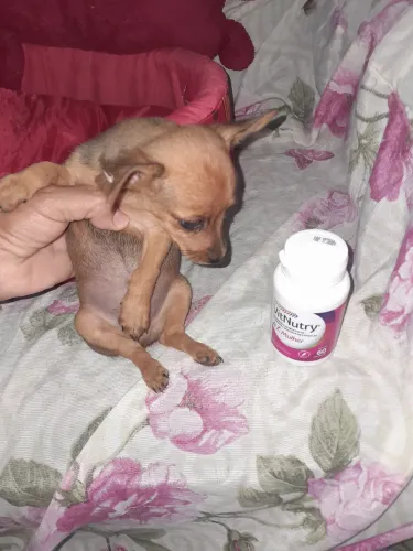 Roupinhas para pinscher zero