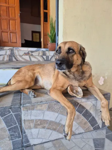 Doa-se Vira-lata 