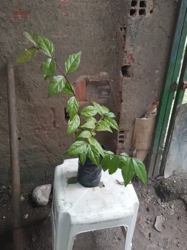 Turbegia flor branca