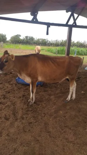 Novilha jersey PO,segunda cria, parto previsto para 27/09/26. Inseminada do touro Aron,