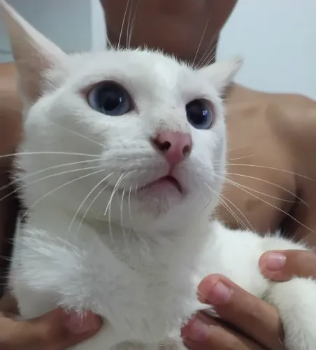 GATA FILHOTE CIÚMES BRANCA 