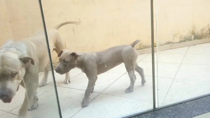 Pitt Bull