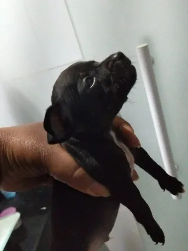 Doguinho Miniatura.