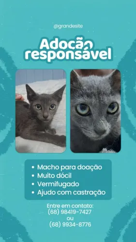 Gatinhos para adoção.