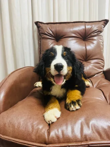 Filhotes de Bernese Mountain - Boiadeiro Bernês