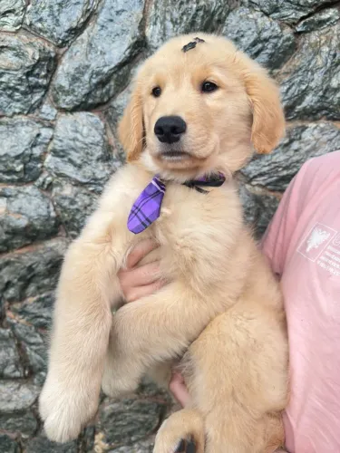 Filhote Golden retriever