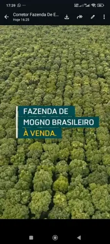 Floresta de Mogno 1.540 hec em Itacoatiara AM. Vende a madeira. R$:...