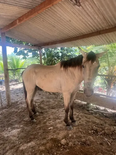 Cavalo bom