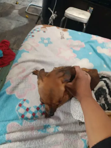 Pinscher