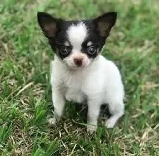 Chihuahua não tem medo de nada.