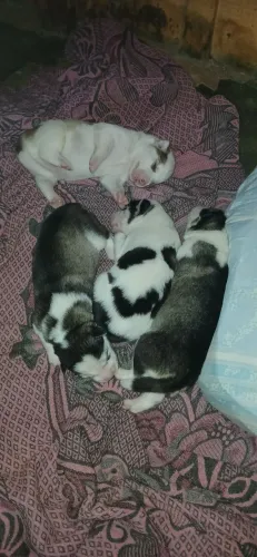 Husky Siberiano Wooly * WhatsApp 