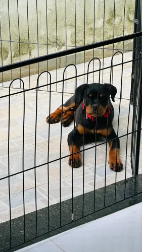 Rottweiler 