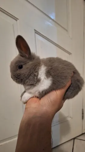 Lindos filhotes de mini coelhos