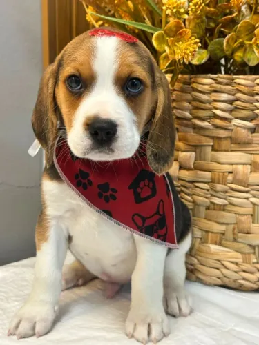 Beagle lindo
