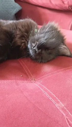 Doação de gato preto