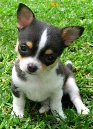 Chihuahuas fêmeas e machinhos a pronta entrega