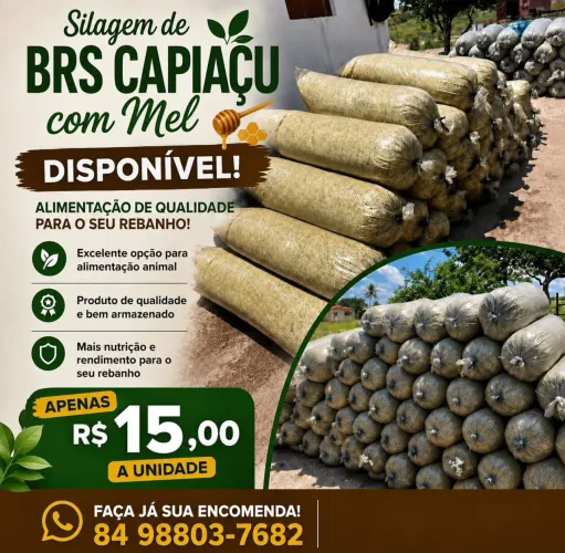 Silagem 