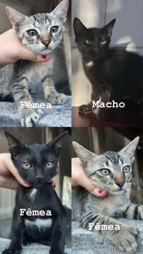 Adoção responsável