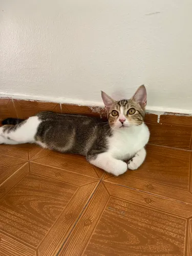 Gatinho dócil precisando de amor