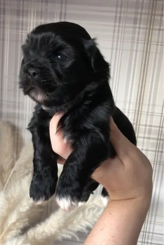 Filhotes lindos para famílias apaixonadas por pets
