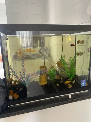 Aquário de 50 Litros à Venda 
