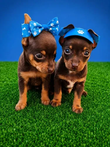 Pinscher Chocolate Raro