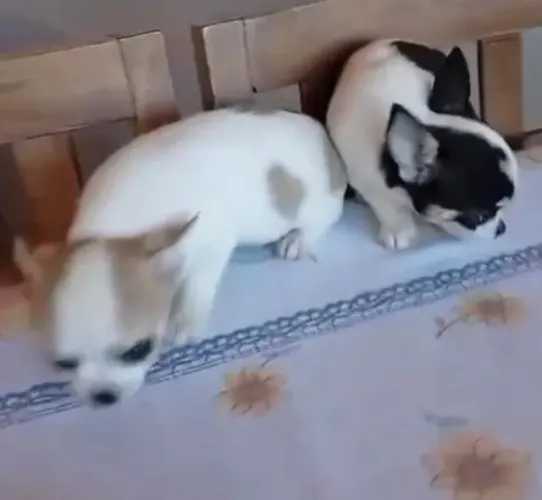 Chihuahua filhote mini