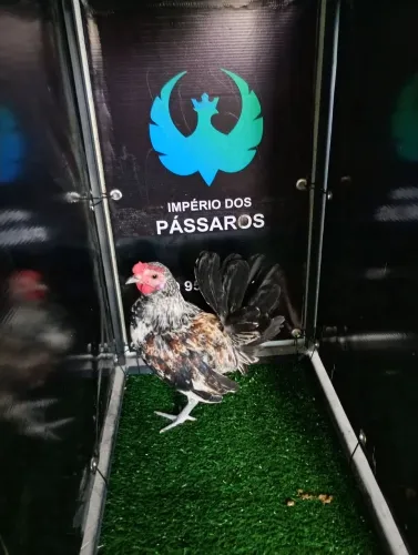 Mini Garnize