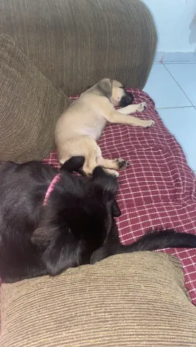 Cachorras