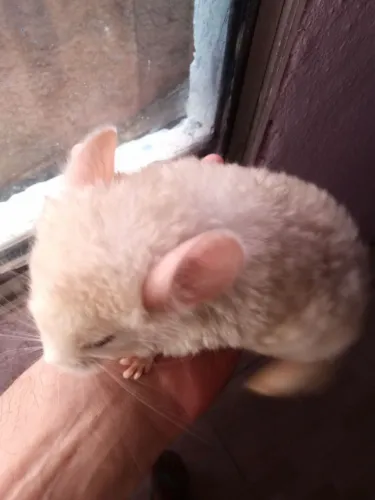 Vendo lindo chinchila carinhoso 