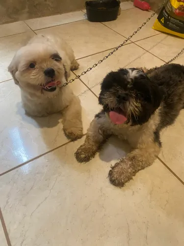 Shit tzu casal cruzou essa semana