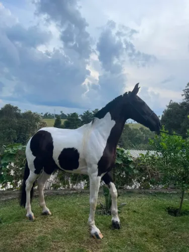 Vendo égua pampa de preto