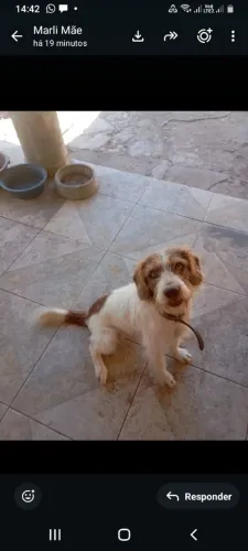 To doando lindos cachorros 