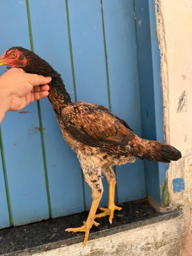 Galinhas de raça 