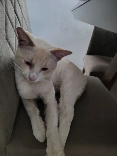 Doação de dois gatos macho