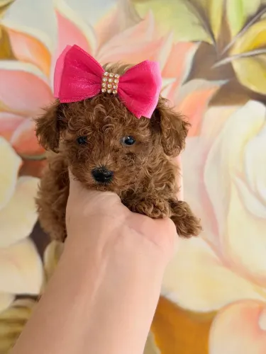 Poodle Toy para companhia maravilhoso 