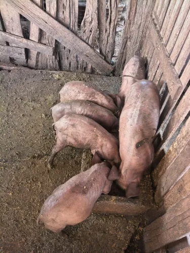 Leitoa caipira