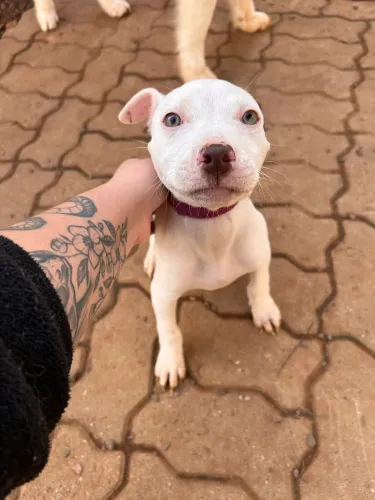 Pitbull fêmea 
