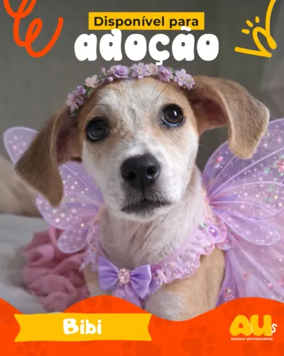 Bibi e xuxa cadelas para adoção