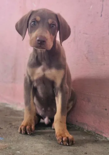 Doberman 