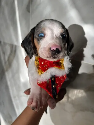 DACHSHUND INCRÍVEIS 