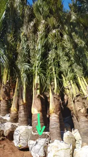 Mudas de coco anão produzindo 